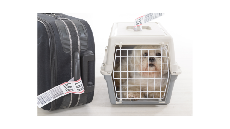 Flying a Dog in Cabin or Cargo: Is It Good or Bad for Your Pet?