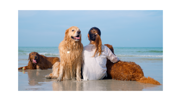 Traveling with Pets: Challenges and Solutions for Pet Owners