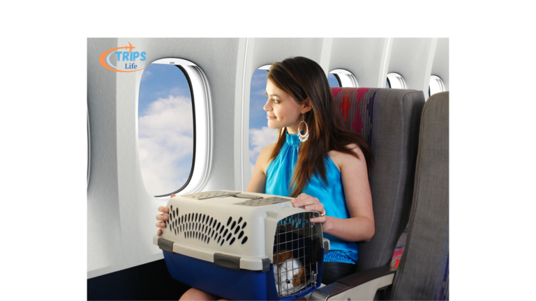 The Ultimate Guide to Pet Flights: Flying With Dogs and Other Pets