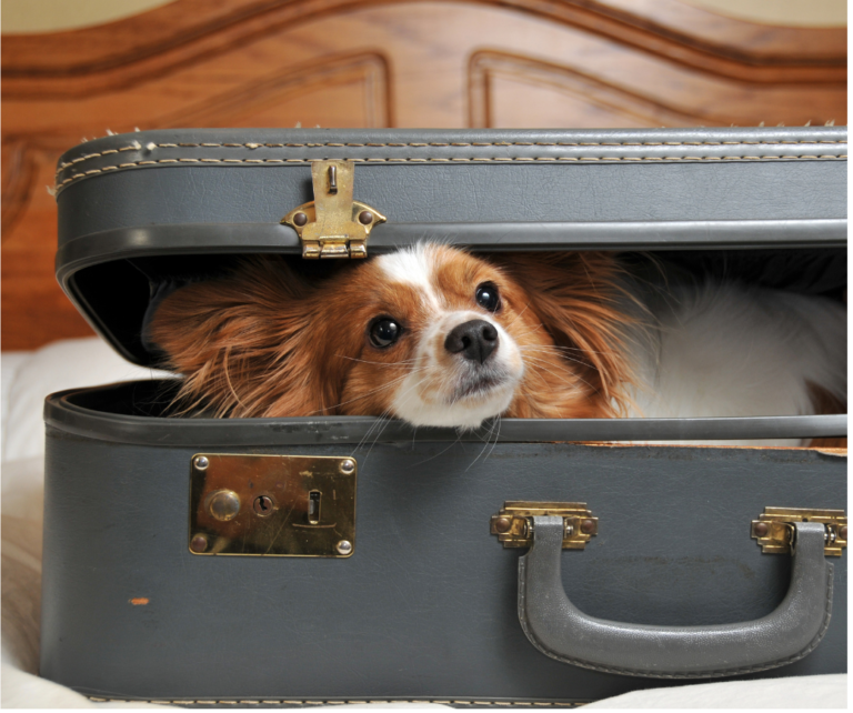 Flying with Pets: A Comprehensive Guide for Stress-Free Travel