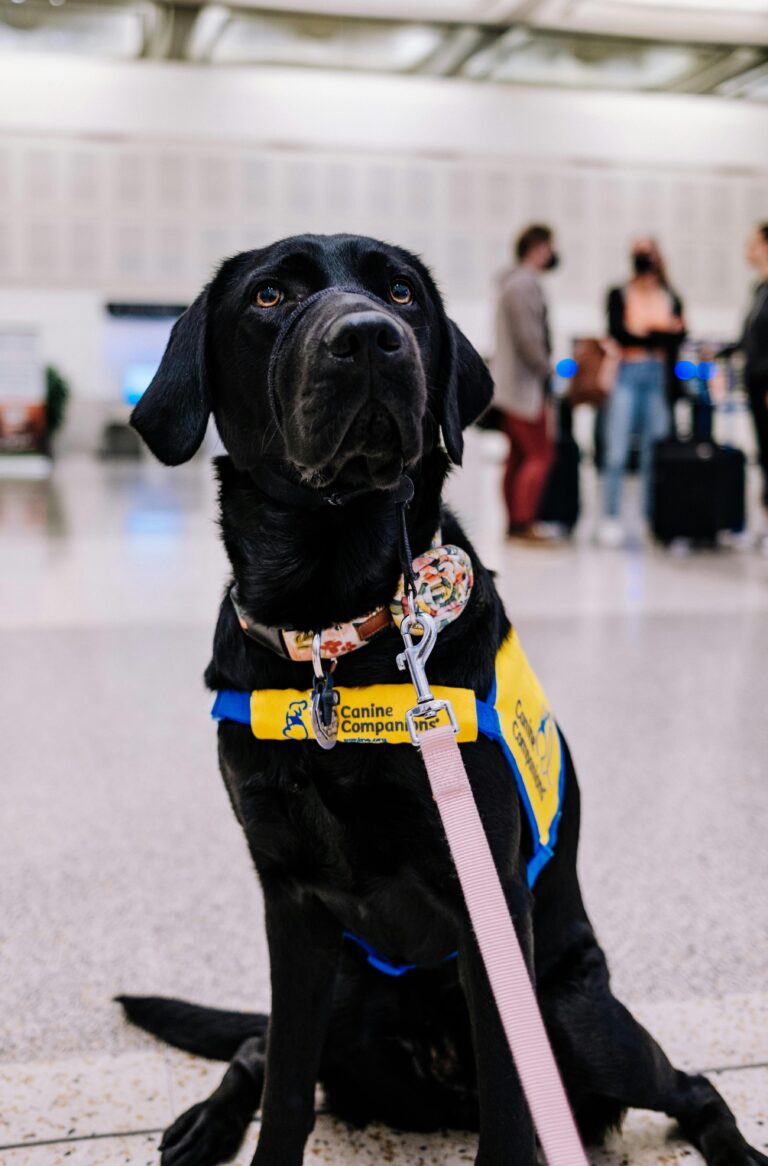 How to Fly with a Dog In-Cabin: Essential Guidelines for Pet Owners