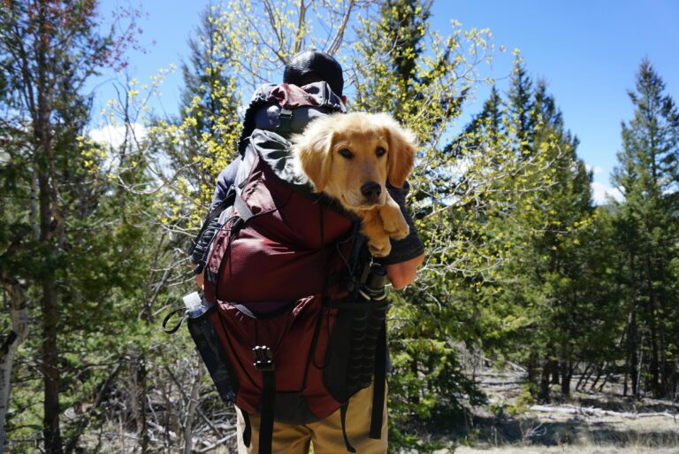 Unleashing Fun: Outdoor Adventures with Your Pet