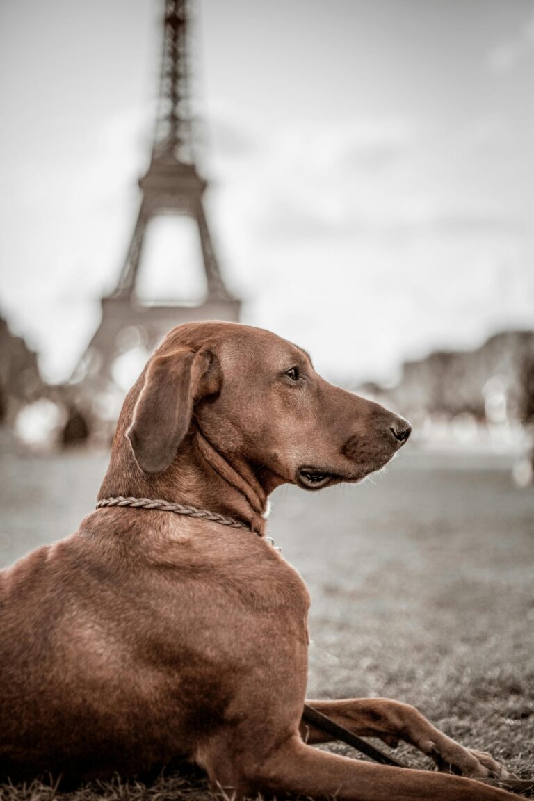 Exploring Paris with Your Pet: A Woman’s Guide to Traveling to Paris with a Furry Companion